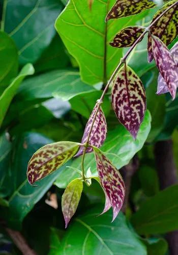 Zebra Basket Vine