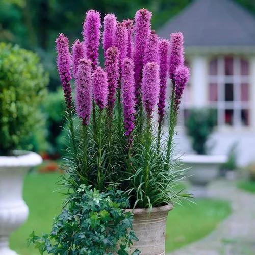 Liatris