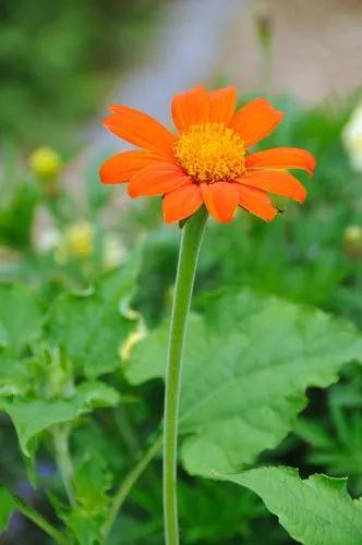 Tagetes Tenuifolia