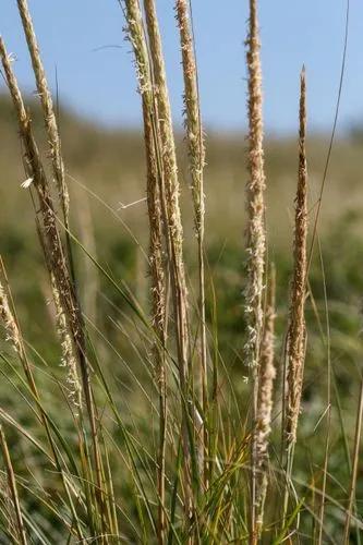 American Beach Grass