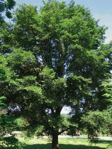 Japanese Elm