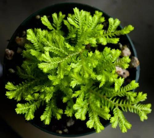 Selaginella Vogelii