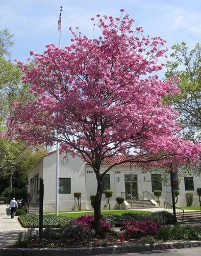 Pink Trumpet Tree