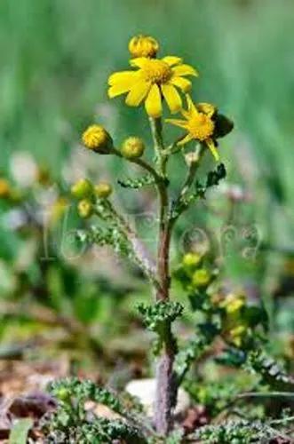 Spring Groundsel, Eastern Groundsel