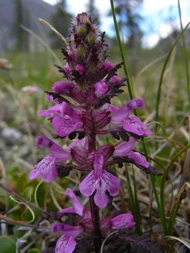 Pedicularis Verticillata