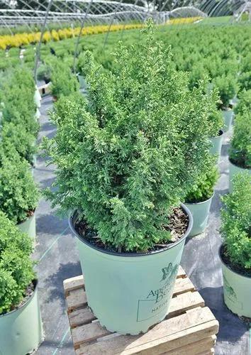 Top Point Atlantic White Cypress