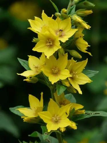 Dotted Loosestrife