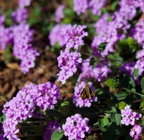 Purple Lantana