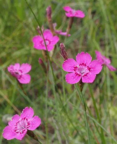 Maiden Pink