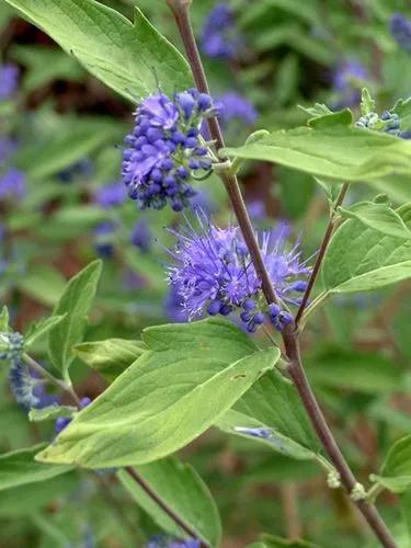 Blue Mist Spirea