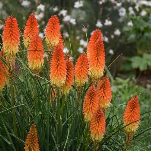 Red hot pokers