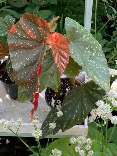 Begonia Aconitifolia