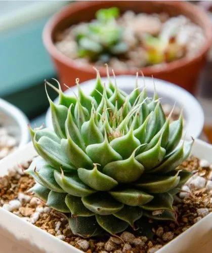 Graptoveria 'Silver Star'