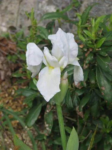 Iris Albicans