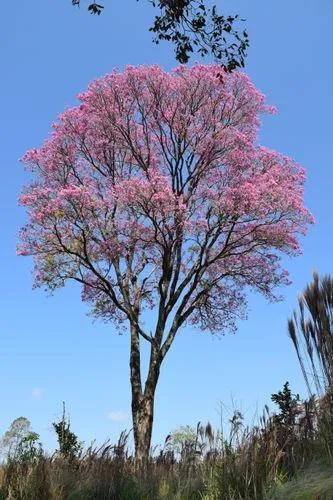 Pink Lapacho