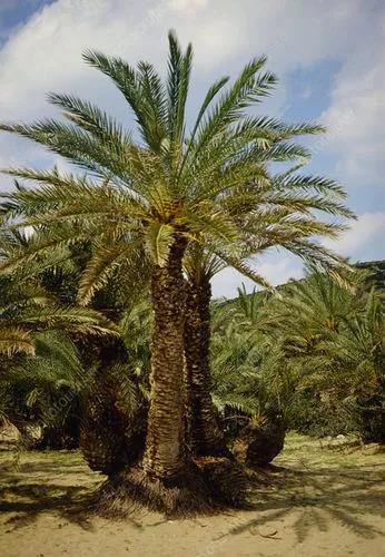 Cretan Date Palm