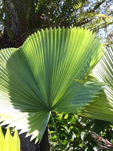 Fan Palm