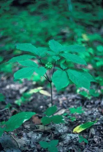 Panax Quinquefolius (bonsi)