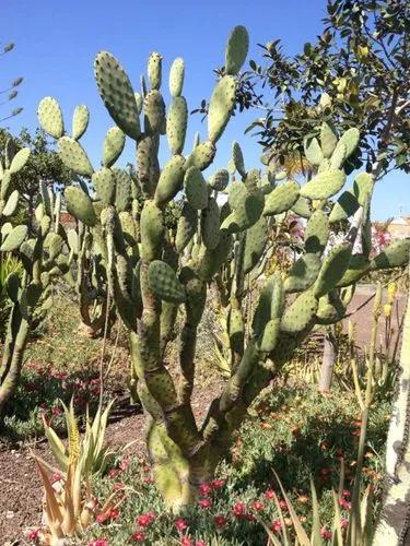 Velvet Opuntia