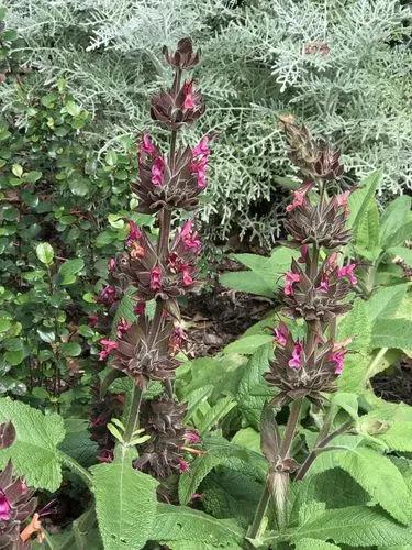 Hummingbird Sage