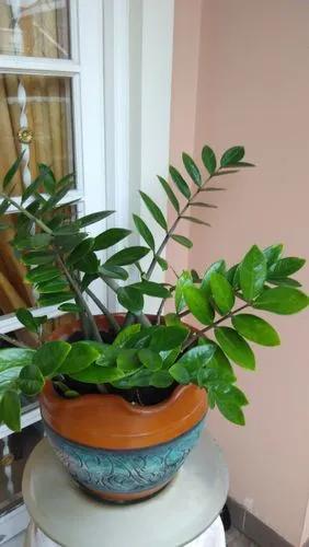 Zamia