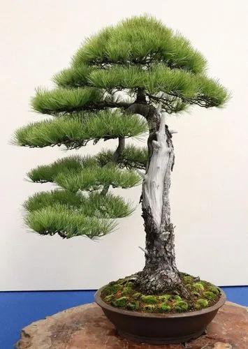 Daniel's Dwarf Juniper