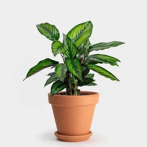 Calathea Beauty Star