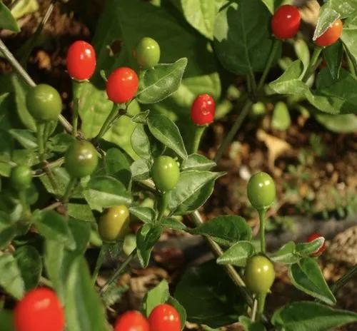 Chiltepin