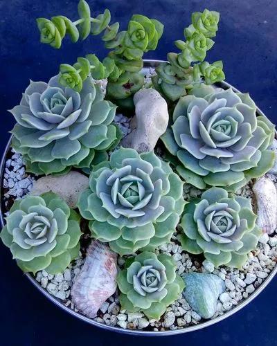 Rose Succulent