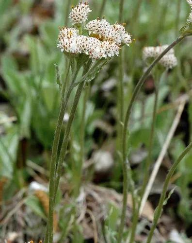 Antennaria Solitaria