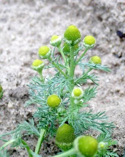 Disc Mayweed