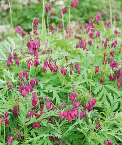 Fernleaf Bleeding Heart