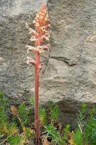 Bedstraw Broomrape