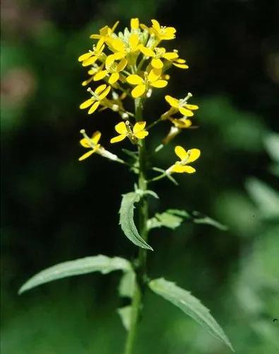 Erysimum Odoratum