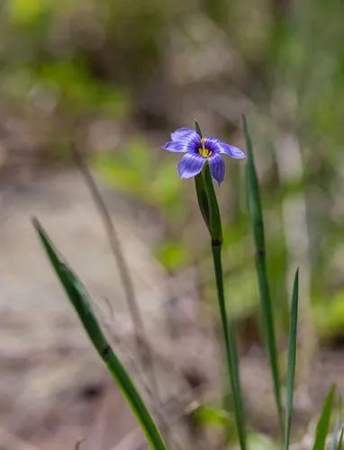 Sisyrinchium Montanum