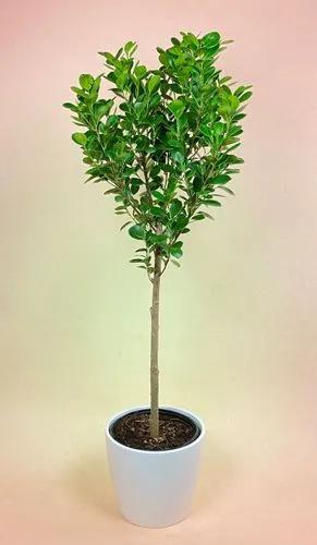 Moclame Ficus