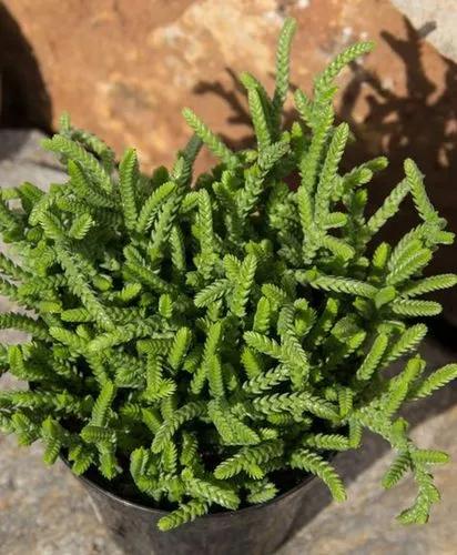 Rattail Crassula