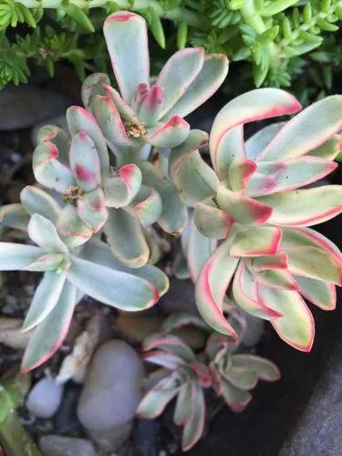 Crassula 'candy Cane'