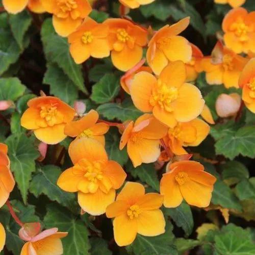 Sutherland Begonia