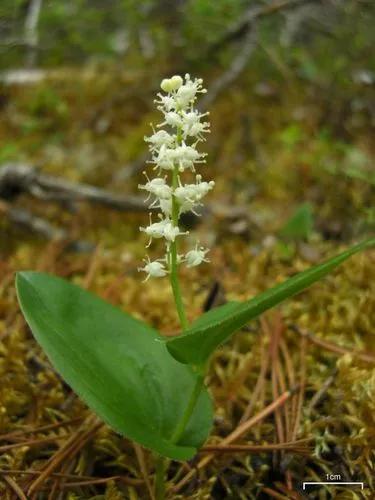 Maianthemum Canadense