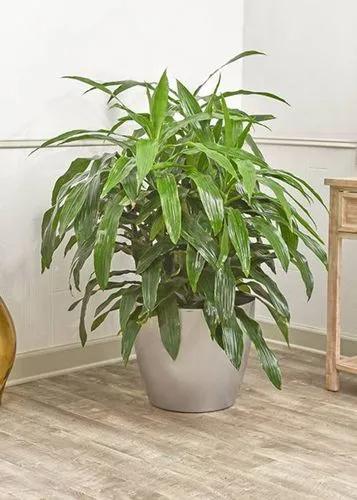 Janet Craig Dracaena