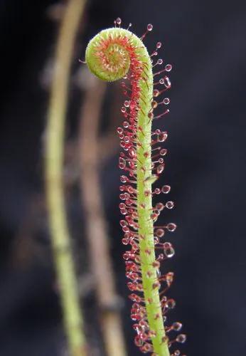 Threadleaf sundew