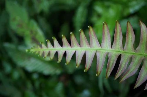 Blechnum Polypodioides