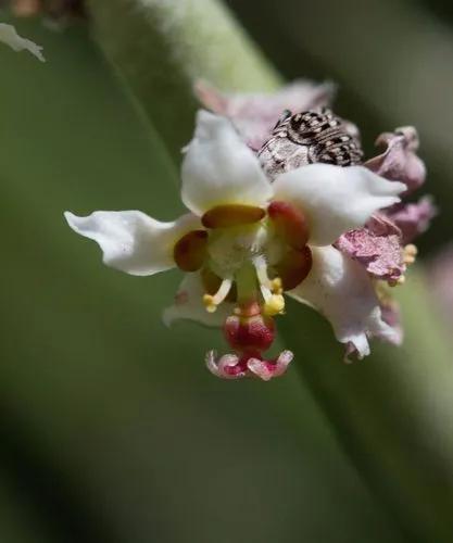 Candelilla