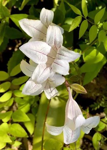 Forest Bell Bush