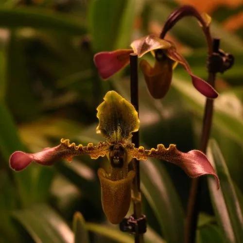 Paphiopedilum Hirsutissimum