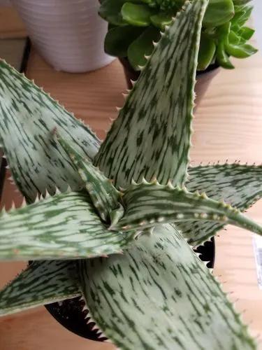 Aloe Hemmingii