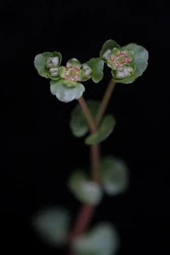 Chrysosplenium Americanum