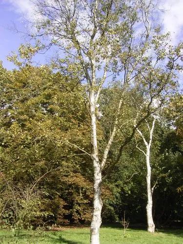 Japanese White Birch