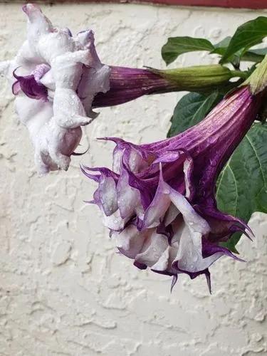 Angel's Trumpet